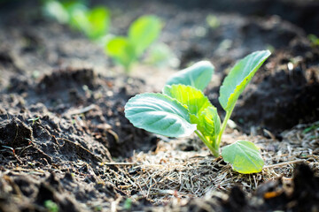 Male hands touches the seedlings with both hands. Planting cauliflower seedlings
