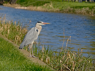 Grey heron standing on the green borders of a canal in Dublin, side view, selective focus 