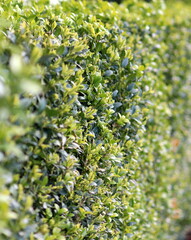 boxwood as a home hedge