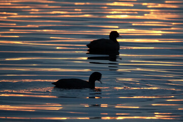Blaesshuhn in der Abendsonne