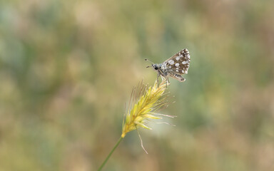 Red Hoppy butterfly - Spialia orbifer