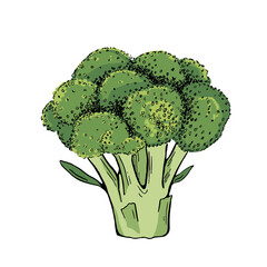 Fresh broccoli isolated on white background. Hand drawing sketch. Vector illustration
