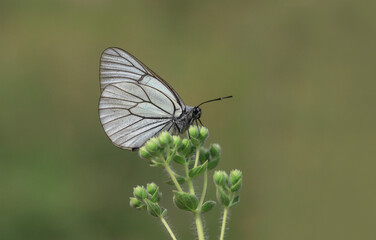 Hawthorn Butterfly - Black-veined White - Aporia crataegi