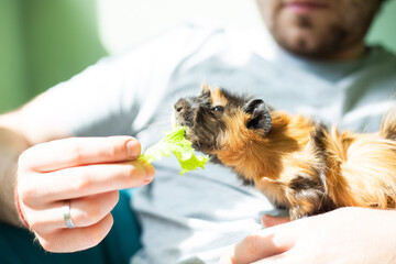 Female abyssinian guinea pig eat salad from male hands. Young domestic guinea pigs (Cavia porcellus) eating vegetables. 