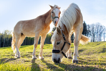 Naklejka na ściany i meble The pair of the haflinger horse on a spring pasture in backlight.
