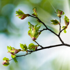 image of spring trees with young leaves in the forest