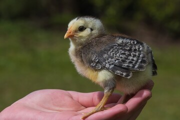 Süßes Araucana Küken auf der Hand.