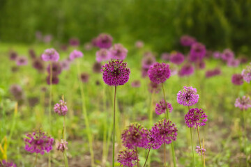 Field of violet echinops or globe thistles