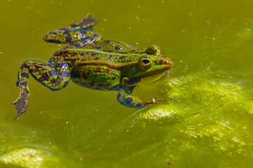 Ein Frosch schwimmt in einem grünen Tümpel.
