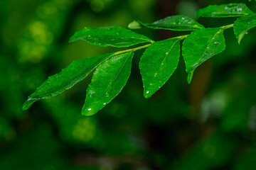 green leaf with water drops