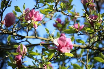Różowe magnolie © Gabriela