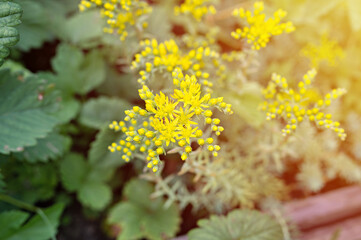 yellow sedum reflexum or sedum rupestre flower in full bloom on a background of green leaves and grass in the floral garden on a summer day. flare