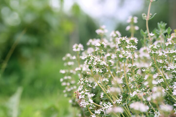thyme or thymus vulgaris white flower bush in full bloom on a background of green leaves and grass in the floral garden on a summer day