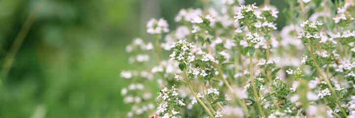 thyme or thymus vulgaris white flower bush in full bloom on a background of green leaves and grass in the floral garden on a summer day. banner