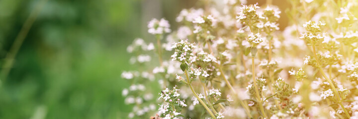 thyme or thymus vulgaris white flower bush in full bloom on a background of green leaves and grass in the floral garden on a summer day. banner. flare