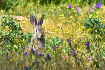 Conejo de la Pradera