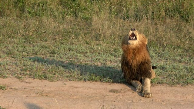 Roaring male lion laying on the ground