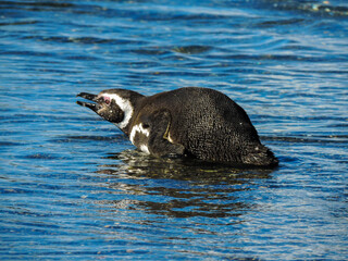 Naklejka premium penguin swimming in the water