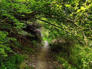 Obraz premium Pasadizo Verde