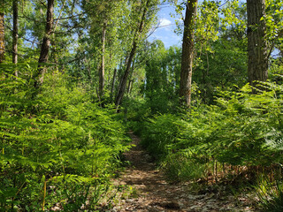 Fototapeta premium Senda del Pescador