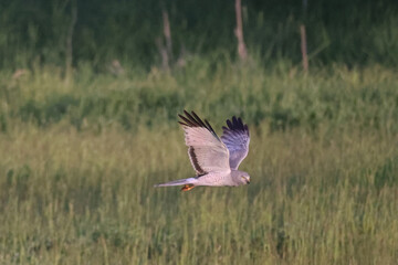 Male Harrier Hawk aka Marsh Hawk, aka The Grey Ghost flying over a farm pasture in evening light in early summer
