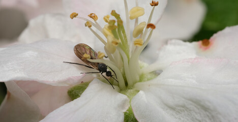 owad na kwiatku długorogie