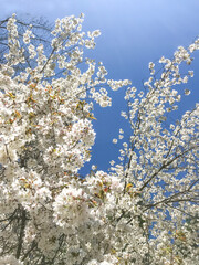 White blossoms on a dogwood tree in the spring