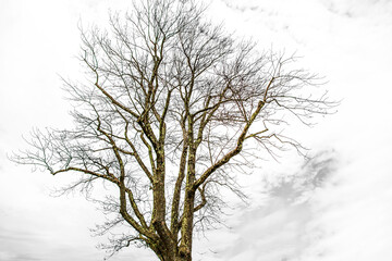 Barren tree on a gray sky in the spring