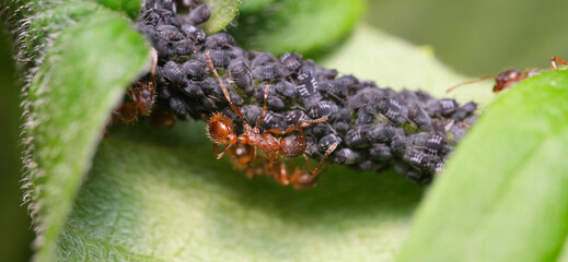 mrówki i mszyce 2 - obrazy, fototapety, plakaty