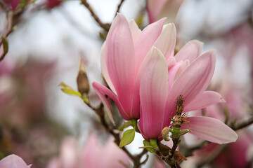 Pink and white magnolia buds on a tree in the spring