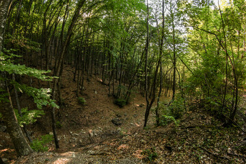 Dark ravine in the forest.