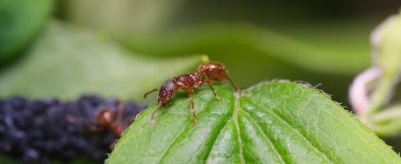 mrówka na liściu 1 - obrazy, fototapety, plakaty