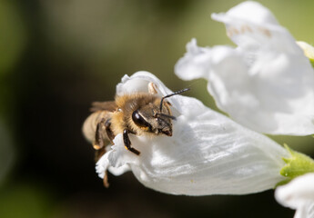 A bee peeks out of a white flower. A bee working on a garden flower.