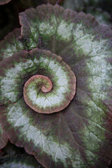 Spiral pattern on a green Begonia plant in a garden