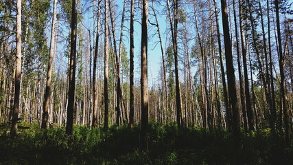 Fototapeta premium Tree trunks in the light of the setting sun