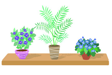 Flowers in pots. Violets in ceramic pots. Exotic green twigs in a vase. Indoor plants for interior decoration.
