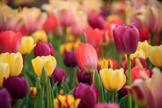 Colorful tulips in a flower patch in a garden in the spring
