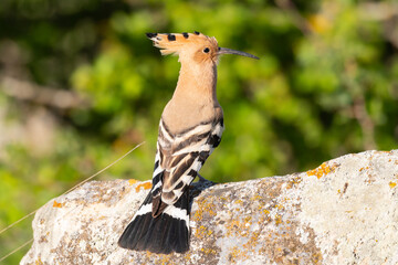 Bird Hoopoe Upupa epops, in the wild