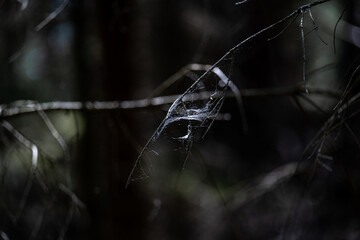 Spinnennetz im Wald Nahaufnahme Makro