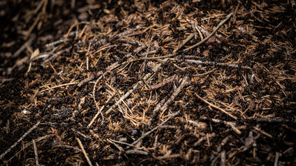 Ameisen Haufen in Bewegung