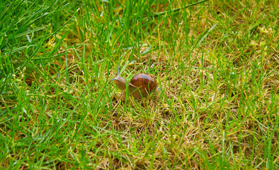 Snail on green grass walking on a sunny morning