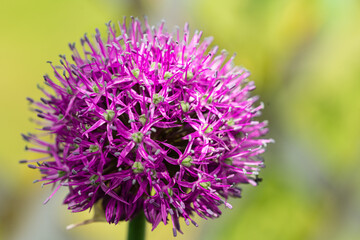 Macro photo of purple allium flowers on green