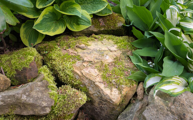 Hosta leaf in stone garden
