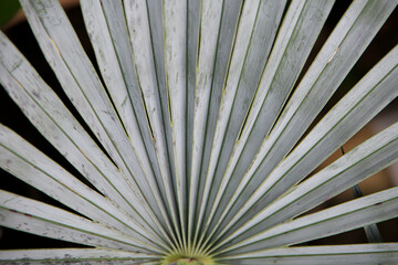 Fan pattern of a palm plant in a greenhouse
