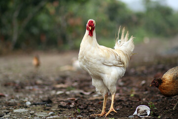 gallo grande blanco, gallo de cresta roja, gallo mirando de frente
