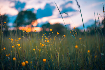 Abstrakte Sonnenuntergangfeldlandschaft von gelben Blumen und von Graswiese auf warmer goldener Stunde Sonnenuntergang oder Sonnenaufgangzeit. Ruhige Frühlingssommernaturnahaufnahme und unscharfer Waldhintergrund. Idyllische Natur