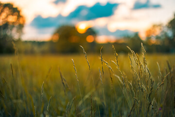 Abstract sunset field landscape of grass meadow on warm golden hour sunset or sunrise time....