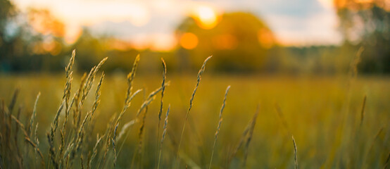 Abstract sunset banner field landscape of grass meadow on warm golden hour sunset or sunrise time....