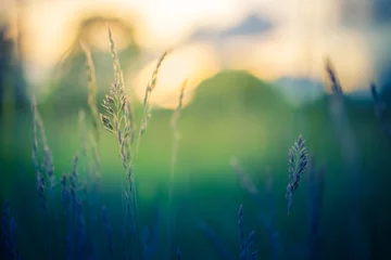  Het abstracte landschap van het zonsonderganggebied van grasweide op warme gouden uurzonsondergang of zonsopgangtijd. Rustige lente zomer natuur close-up en wazig bos achtergrond. Idyllisch natuurlandschap © icemanphotos
