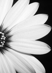 Macro photo of a nice white daisy flower